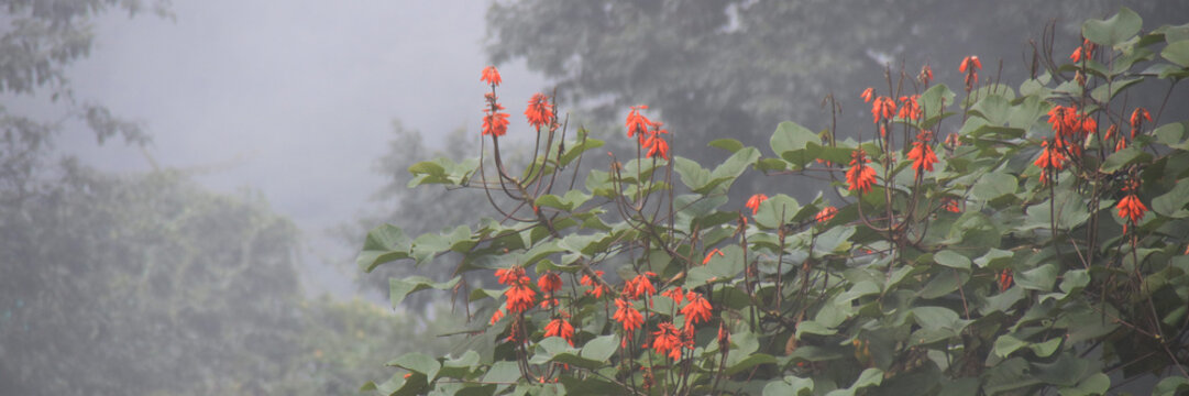 Himalayan Coral Tree on a rainy day in Darjeeling, India.