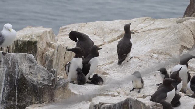 Guillemots protecting their chicks