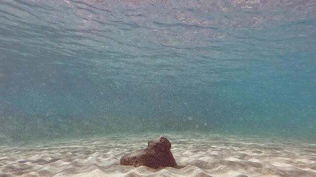 Sitting in shallow water on a sandy floor near Marsa Mubarak beach, sunlight shines to sand and plankton, two fish swim by. 2x slow motion underwater video