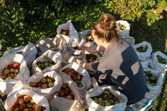 Woman sorting freshly harvested apples into large sacks in orchard