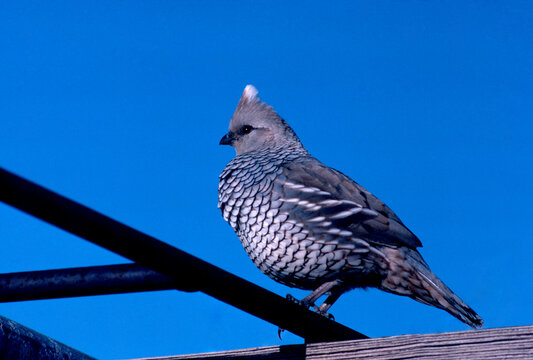 Scaled quail (Callipepla squamata) southeast Colorado spring 35mm film