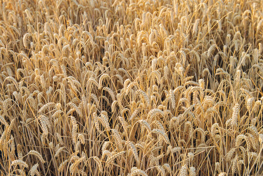 Wheat Field  Willamette Valley Oregon Film