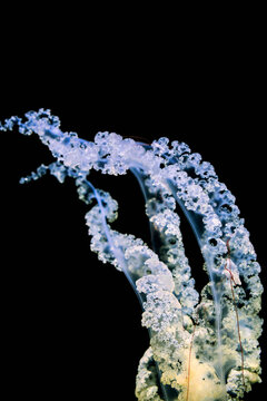 Jellyfish tentacles