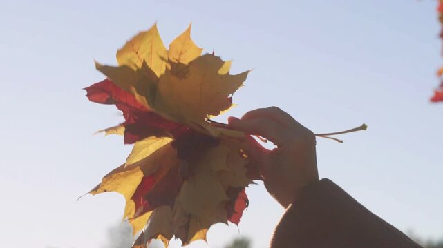 Hand slowly rotating a bouquet of colorful maple leaves against bright sky, glowing autumn foliage in warm backlight