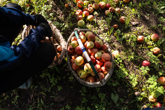 Fresh apples filling wicker basket during orchard harvest