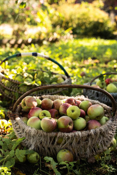 Wicker basket filled with freshly harvested apples in orchard