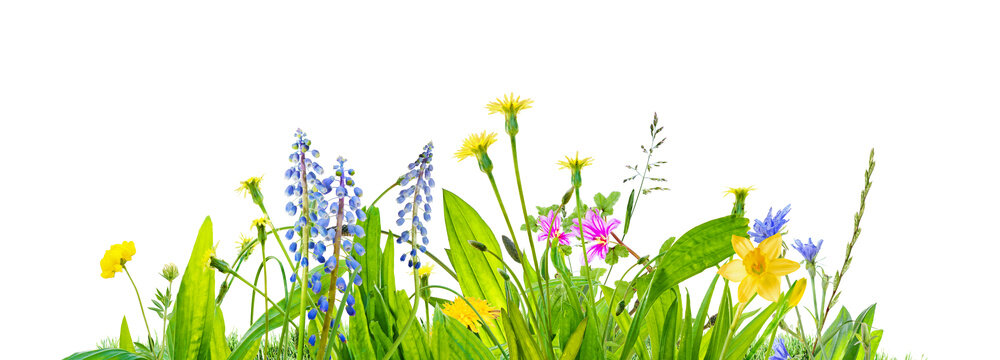 spring grass and daisy wildflowers isolated on transparent background