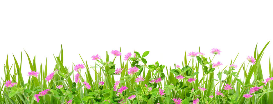 Blooming pink clover flowers and green grass border isolated transparent background.
