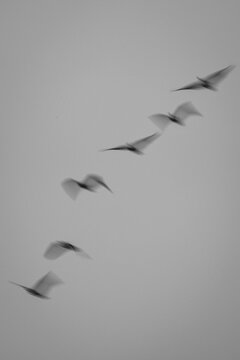 Abstract Motion Blur of Birds in Flight Descending Across a Soft Gray Sky in Black and White