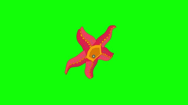 Vibrant Animated Starfish Gently Wiggling on Green Screen