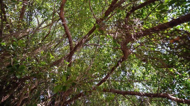 Looking Up at Tropical Tree Canopy in Forest