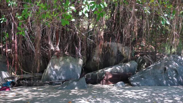 Mangrove Roots Along Tropical Sandy Beach