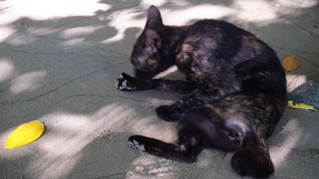 Black Cat Resting Outdoors