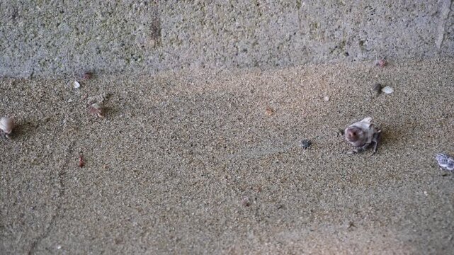 Small Hermit Crabs Crawling on Sandy Beach