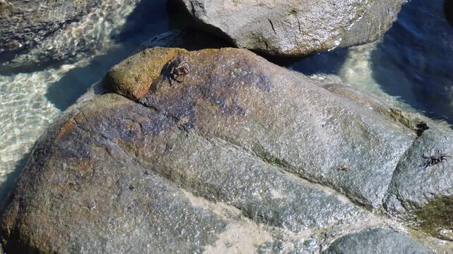 Small Crab Walking Across Coastal Rock