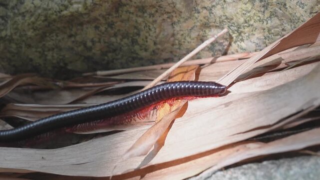 A forest millipede walks across dry leaves in the forest.