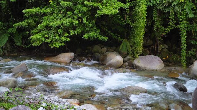 Clear Tropical River Rushing Through Rocky Forest