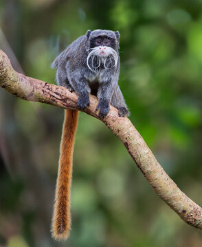 Full body emperor tamarin monkey with long white mustache and long reddish tail perched on a curved tree branch.
