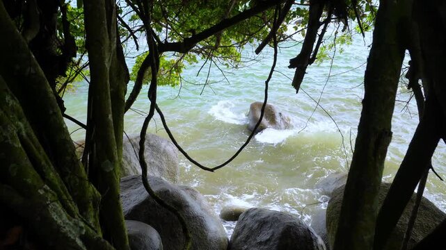 Tropical Shoreline Framed by Tree Roots