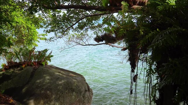Tropical Ocean View Through Coastal Tree