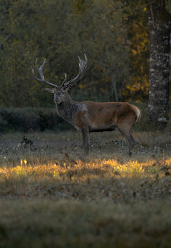 Portrait d'un cerf sortant du sous-bois &agrave; l'heure dor&eacute;e du matin