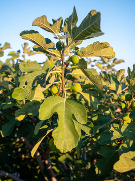 Green unripe figs growing on a fig tree (Ficus carica) among large lobed leaves in golden sunlight against a blue sky. Mediterranean fruit cultivation, home gardening and sustainable food growing.