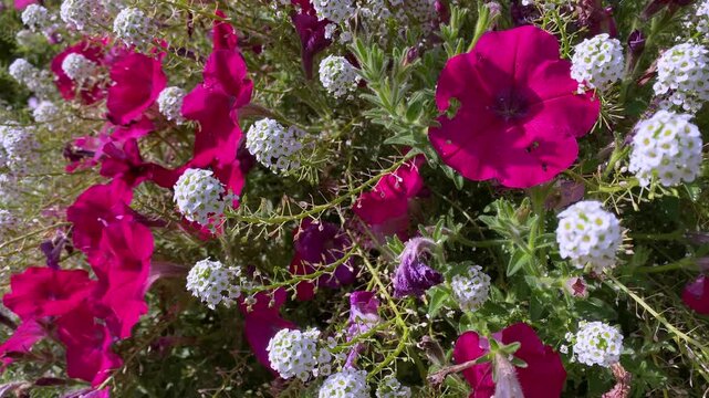 Close-up of vibrant pink petunia flowers and small white alyssum blossoms growing in a garden.