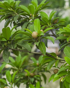 Sapodilla tree branch with unripe fruits, flower bud, and glossy green leaves with water droplets