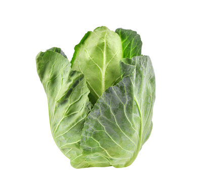 Fresh green pointed cabbage isolated on transparent background. PNG