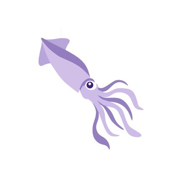 vector illustration of a squid 