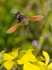 Obraz premium Sfinge del galio - Macroglossum stellatarum