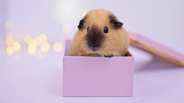 Front Portrait of a Guinea Pig in an Open Pink Christmas Box