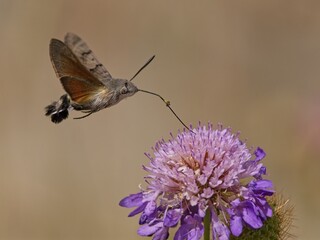 Fototapeta premium Sfinge del galio - Macroglossum stellatarum