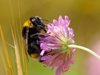 Bombo - Bombus Latreille © Riccardo Picilli