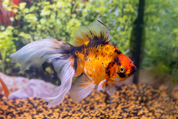 poisson voile de Chine très coloré, orange, rouge noir avec des nageoires transparentes dans un aquarium domestique en eau douce © Jean-Marc RICHARD