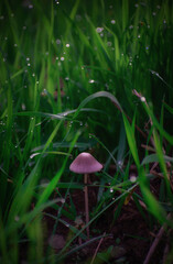 A little toadstool among the leaves and dew © Александра Плискова