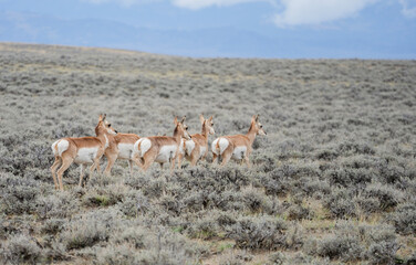 Herd of pronghorn antelopes in Wyoming © Allison