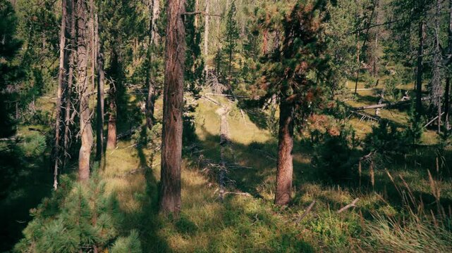 Blick auf ungefallene B&auml;ume und raue Natur neben einem Wanderweg im Wald des Schweizer Nationalparks