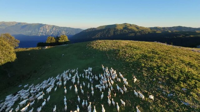 High angle aerial drone view of white goat herd moving across green hill