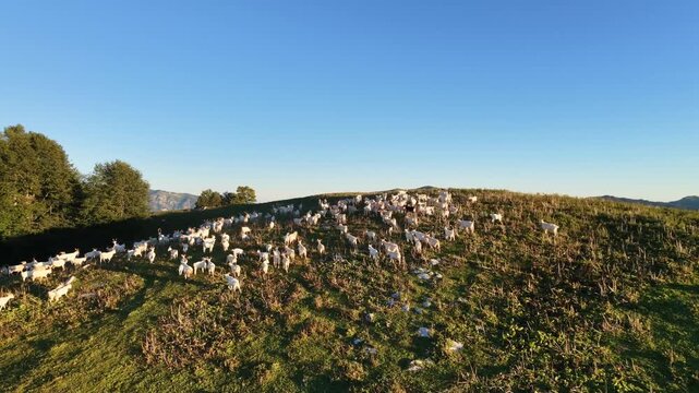 Eco farming and sustainable agriculture concept with free range goat herd