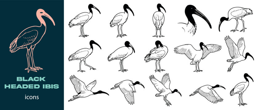 Black headed ibis bird icons set minimalist vector illustrations for