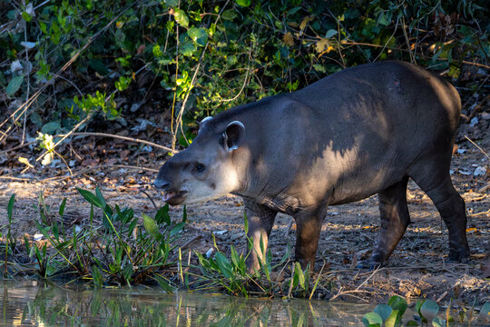 Tapii o Anta Pantanal Brasil