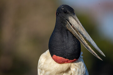 Fototapeta premium red billed stork Jabiru Pantanal