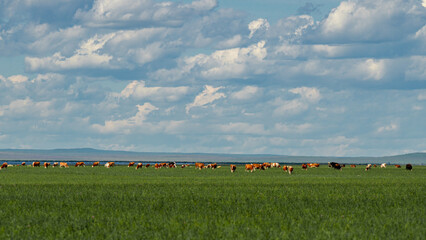 Cows and sheep grazing on the lush green Hulunbuir grassland under a cloudy blue sky. © 程 浩