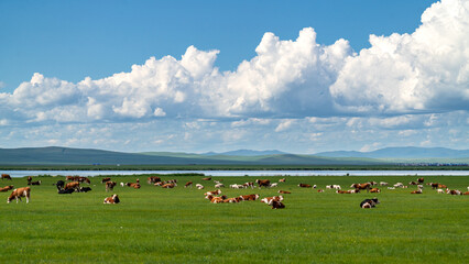 Cows and sheep grazing on the lush green Hulunbuir grassland under a cloudy blue sky. © 程 浩