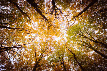 trees in autumn © Nils