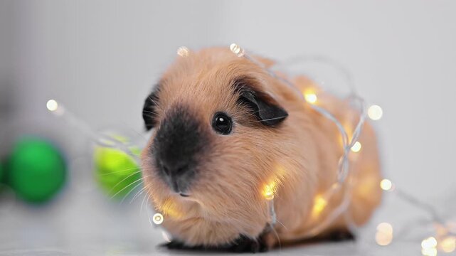 Guinea Pig with Christmas Fairy Lights and Green Baubles