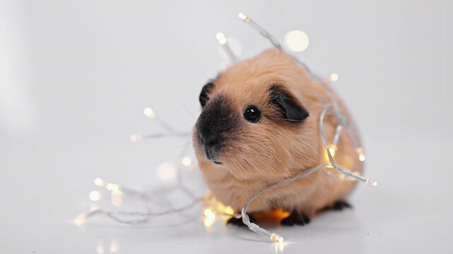 Beige Guinea Pig with a Glowing Christmas Light Garland