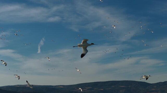 A magnificent natural scene of a flock of pied avocets flying in harmony over a wetland, set against a backdrop of blue sky and mountain views.