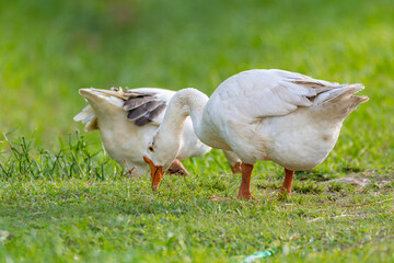 White Geese grazing on a fresh grass patch © cratervalley